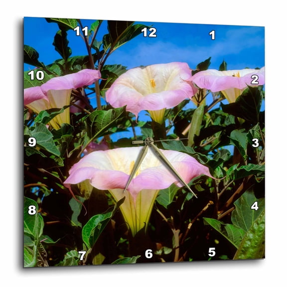 3drose, Usa, California, San Diego, Mission Trails Park. Datura Wildflowers., 13x13 Wall Clock
