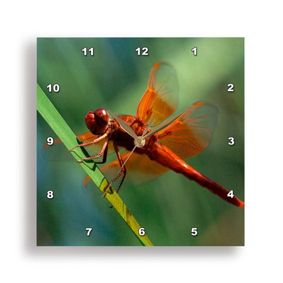3drose, Usa, California, San Diego, Mission Trails Regional Park. Dragonfly., 10x10 Wall Clock