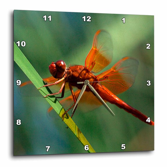 3drose, Usa, California, San Diego, Mission Trails Regional Park. Dragonfly., 15x15 Wall Clock