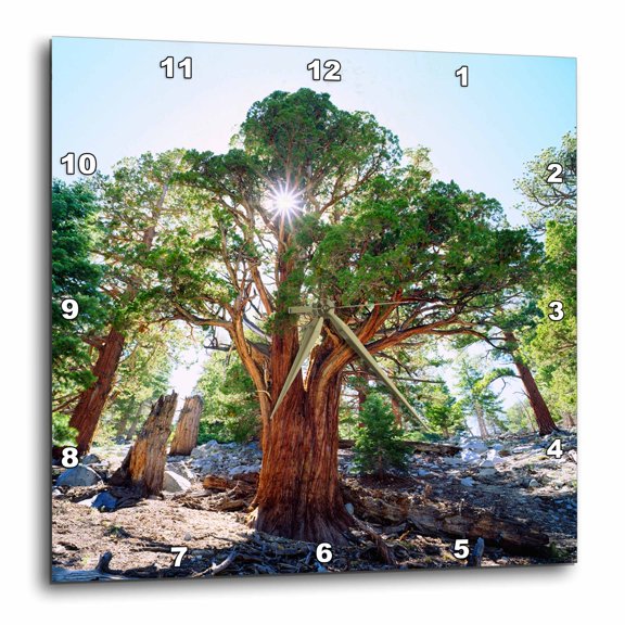 3drose, Usa, California, Sierra Nevada Mountains. Old-growth Juniper Tree., 10x10 Wall Clock