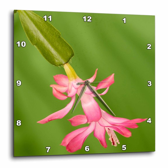 3drose, Usa, Colorado, Lafayette. Christmas Cactus Flower Close-up., 15x15 Wall Clock