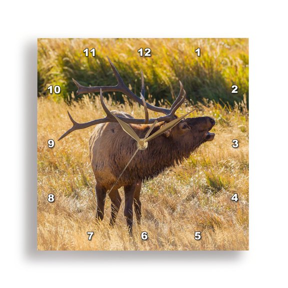 3drose, Usa, Colorado, Rocky Mountain Np. Male Elk Bugling in Grassland., 15x15 Wall Clock