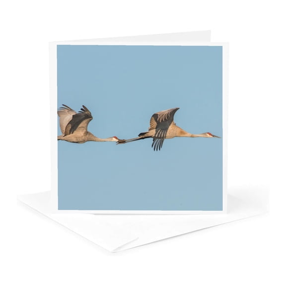 3drose, Usa, Florida, Orlando. Sandhill Cranes., 1 Greeting Card with Envelope