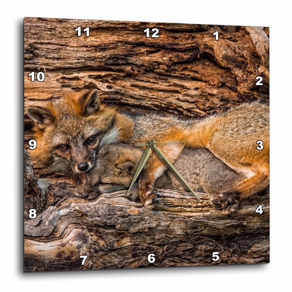 3drose, Usa, Minnesota. Grey Fox in Log with Paw Around Kit, 15x15 Wall Clock