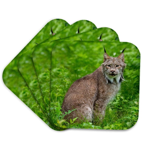 3drose, Usa, Minnesota, Sandstone, Lynx, Set of 4 Coasters - Soft