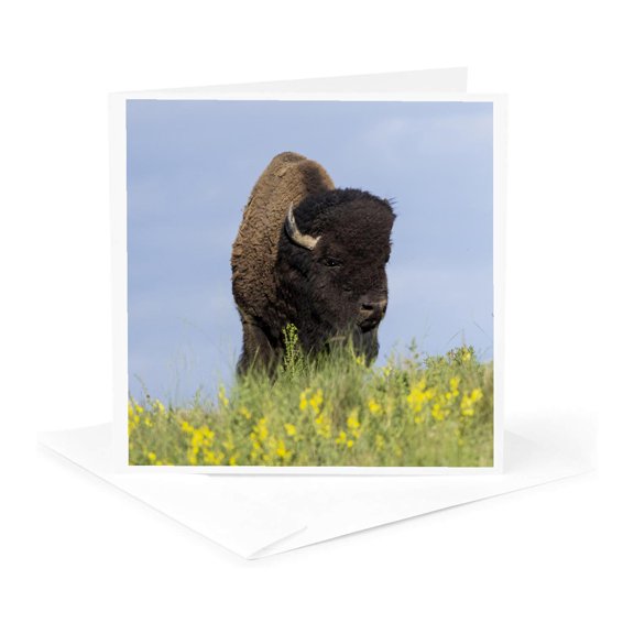 3drose, Usa, Montana, Dixon. National Bison Range, Bison Springtime, 1 Greeting Card with Envelope
