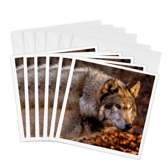 3drose, Usa, New Jersey, Columbia, Close-up of Wolf., 6 Greeting Cards with Envelopes
