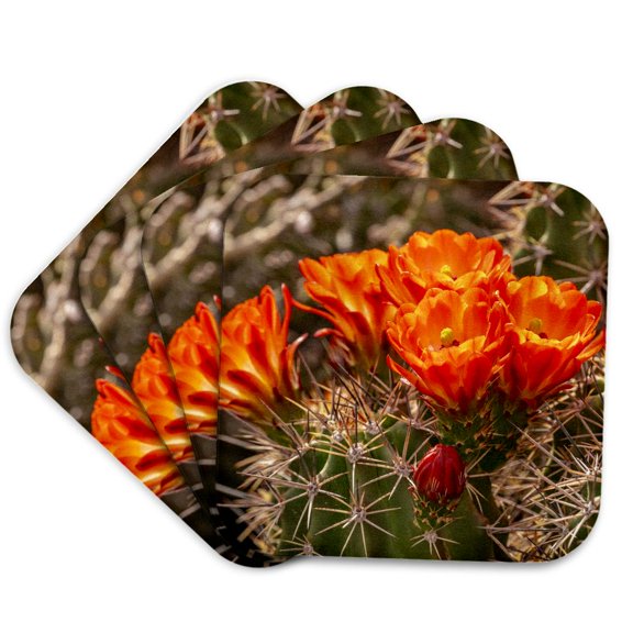 3drose, Usa, New Mexico, Bosque Del Apache Wildlife Refuge. Cactus Blossoms., Set of 4 Coasters - Soft