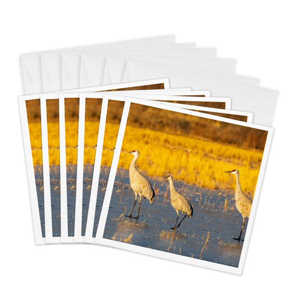 3drose, Usa, New Mexico,wildlife Refuge. Sandhill Cranes Walking on Ice 5., 6 Greeting Cards with Envelopes