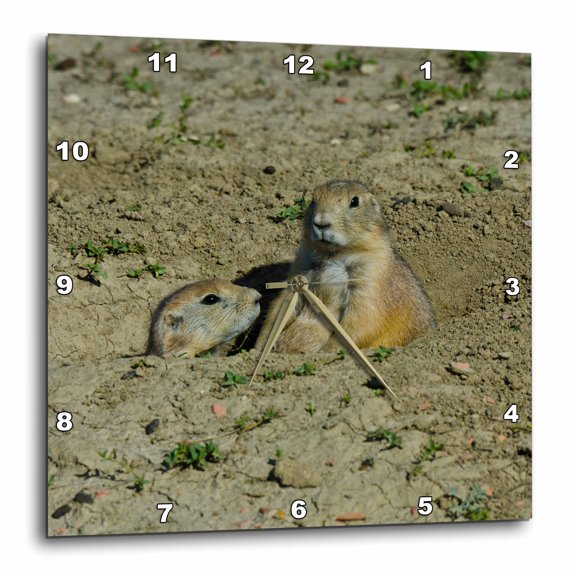 3drose, Usa, North Dakota, Medora. Theodore Roosevelt Np, Prairie Dog Town., 10x10 Wall Clock