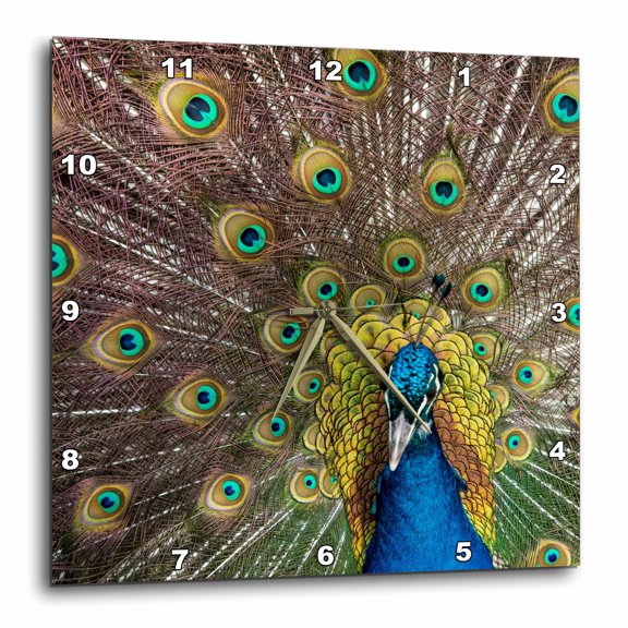 3drose, Usa, Oregon, Tillamook. Peacock Displaying Tail Feathers, 10x10 Wall Clock