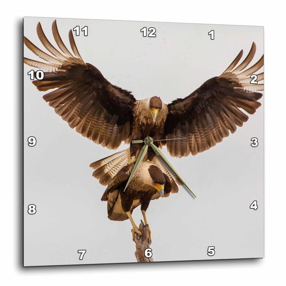 3drose, Usa, Texas, Hidalgo County. Crested Caracara Pair Mating., 10x10 Wall Clock