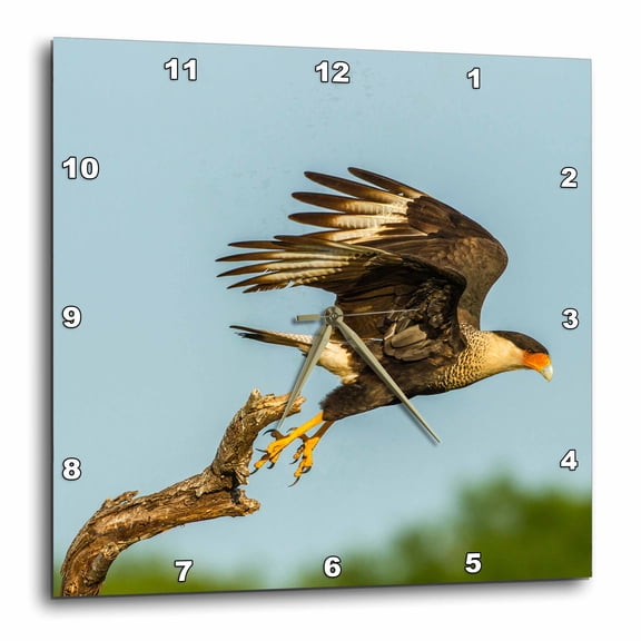 3drose, Usa, Texas, Hidalgo County. Crested Caracara Taking Flight., 10x10 Wall Clock