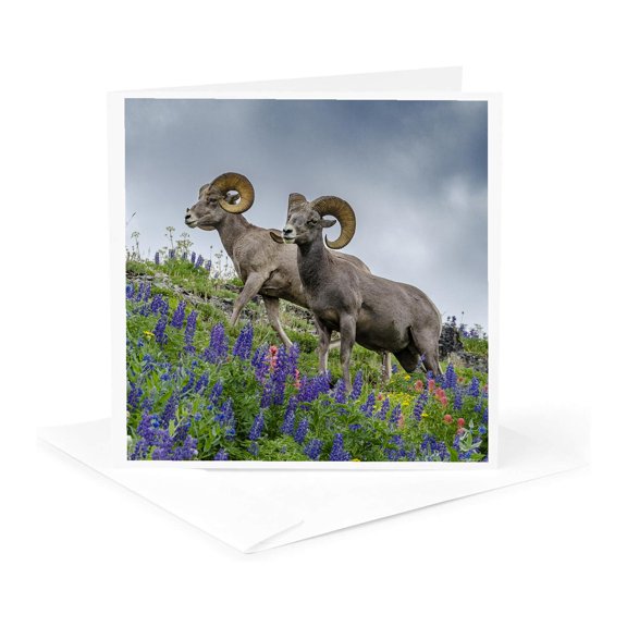 3drose, Usa, Utah. Two Bighorn Rams Grazing, Mount Timpanogos., 1 Greeting Card with Envelope