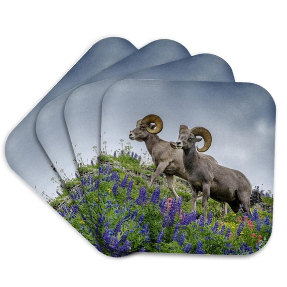 3drose, Usa, Utah. Two Bighorn Rams Grazing, Mount Timpanogos., Set of 4 Coasters - Soft