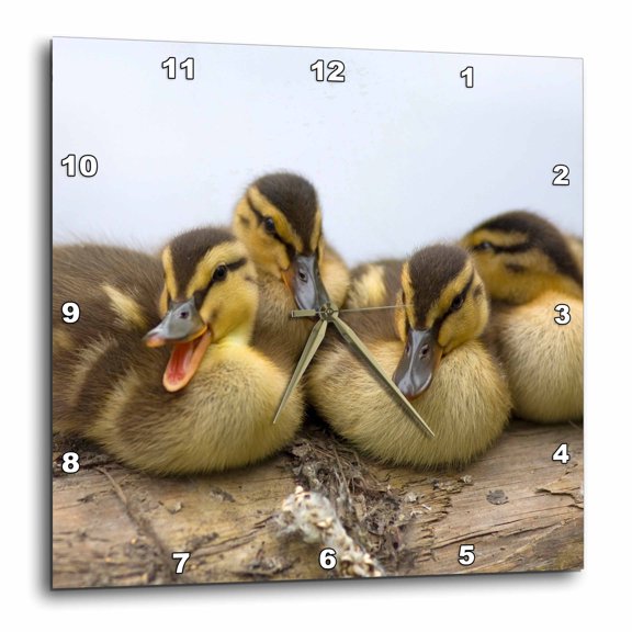 3drose, Usa, Washington, Seattle. Mallard Ducks Clutch of Ducklings., 15x15 Wall Clock