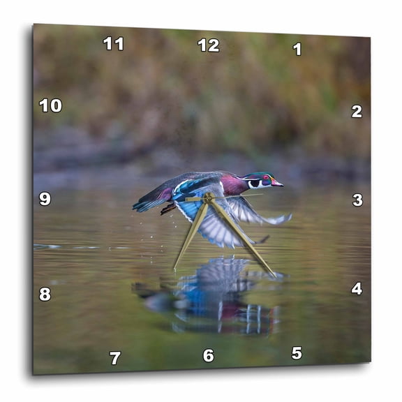 3drose, Usa, Washington State. Adult Male Wood Duck Flies over a Marsh., 10x10 Wall Clock