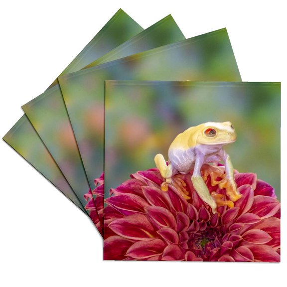 3drose, Usa, Washington State, Sammamish. Albino Red-eyed Tree Frog, Set of 4 Ceramic Tile Coasters
