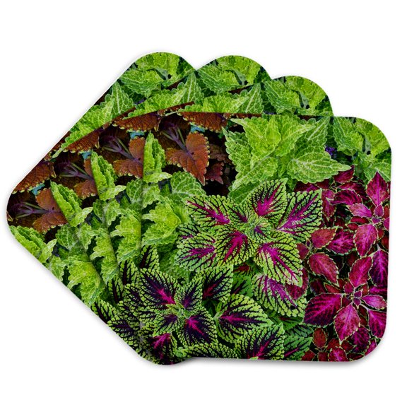3drose, Usa, Washington State, Sammamish. Coleus in Garden Planters, Set of 4 Coasters - Cork