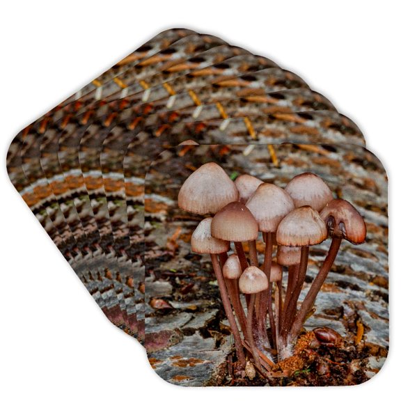 3drose, Usa, Washington State, Sammamish. Mushrooms Grow on Alder Tree Log, Set of 8 Coasters - Cork