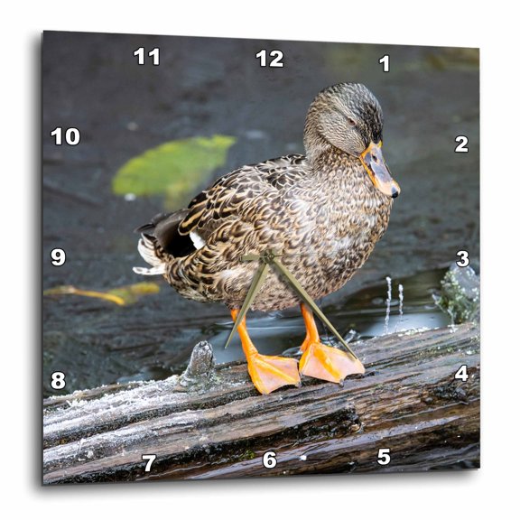 3drose, Usa, Washington State, Sammamish.female Mallard Duck Log, 13x13 Wall Clock
