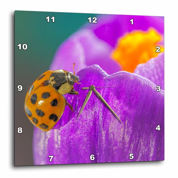 3drose, Usa, Washington State, Seabeck. Lady Bug on Crocus Flower, 15x15 Wall Clock