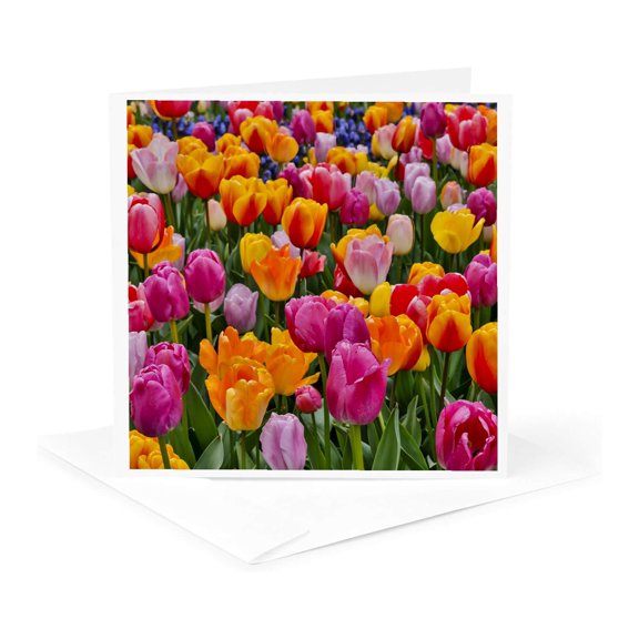 3drose, Usa, Washington State. Skagit Valley, Tulips Bloom in Garden., 1 Greeting Card with Envelope