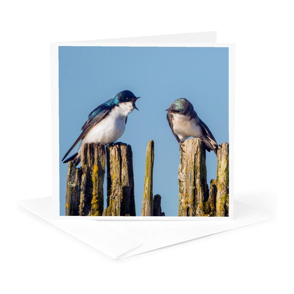 3drose, Usa, Washington, Tree Swallows Appear to Squabble over Lake Sammamish., 1 Greeting Card with Envelope