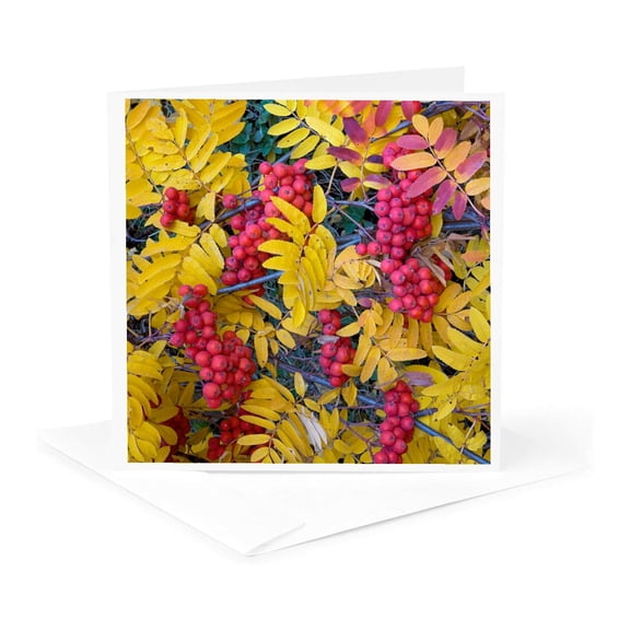 3drose, Usa, Washington, Western Mountain Ash, Okanogan National Forest, 1 Greeting Card with Envelope