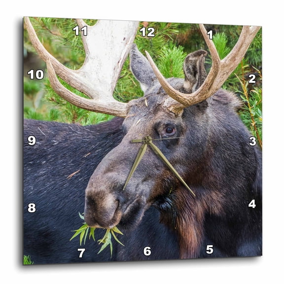 3drose, Usa, Wy. Bull Moose Eats from a Willow Bush, 15x15 Wall Clock