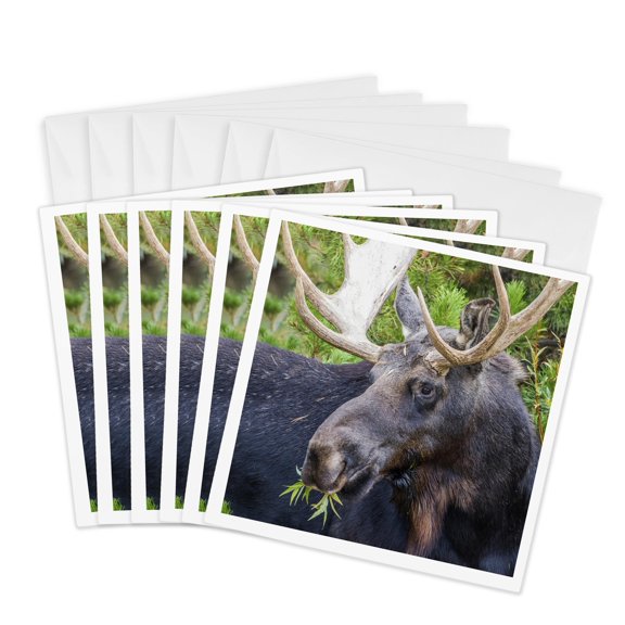 3drose, Usa, Wy. Bull Moose Eats from a Willow Bush, 6 Greeting Cards with Envelopes