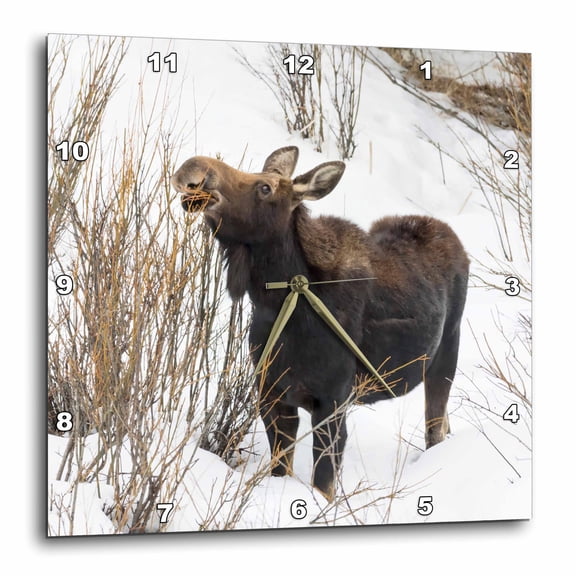 3drose, Usa, Wy, Yellowstone Np. Female Moose Eating Willow Branches in Snow., 10x10 Wall Clock