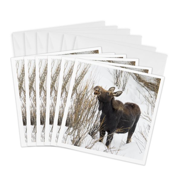 3drose, Usa, Wy, Yellowstone Np. Female Moose Eating Willow Branches in Snow., 6 Greeting Cards with Envelopes
