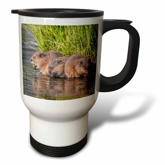 3drose, Usa, Wyoming, Sublette Co., Three Young Muskrats Eating Reeds., 14oz Stainless Steel Travel Mug