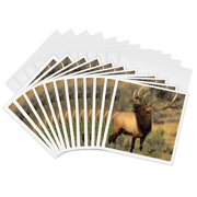 3drose, Usa, Wyoming, Yellowstone Np. Wild Elk Bugling - Us51 Bja0027 - Jaynes Gallery, 12 Greeting Cards with Envelopes