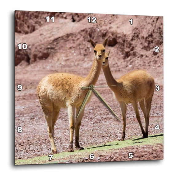 3drose, Vicuna in the Altiplano of Argentina Near Tolar Grande., 10x10 Wall Clock