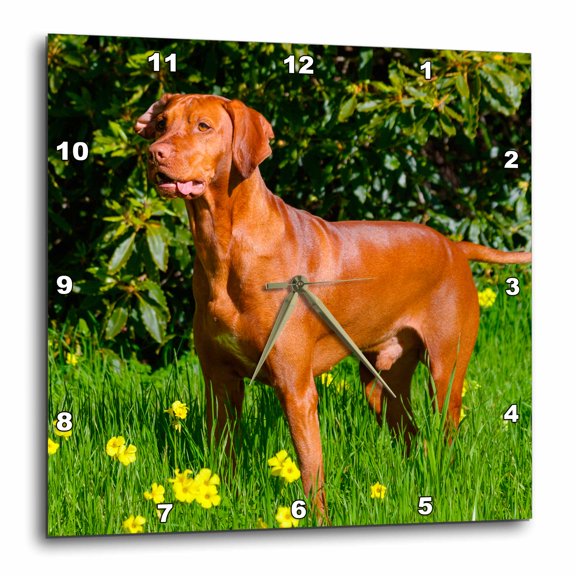 3drose, Vizsla Thinking of Lizards, Mr,, 15x15 Wall Clock