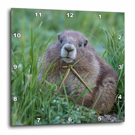 3drose, Wa. Olympic Marmot, Juvenile Near Hurricane Ridge, Olympic Np., 10x10 Wall Clock