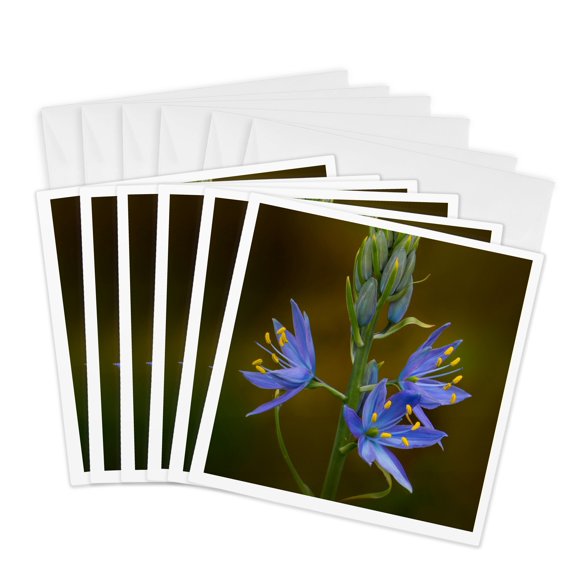 3drose, Washington. Common Camas Native Wildflower Blooming in the Spring., 6 Greeting Cards with Envelopes