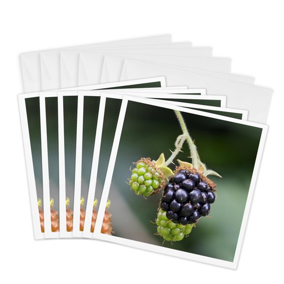 3drose, Washington State. Himalayan Blackberry Berries., 6 Greeting Cards with Envelopes