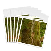 3drose, Western Hemlock, Cedar, Mount Rainier National Park, Usa, 6 Greeting Cards with Envelopes