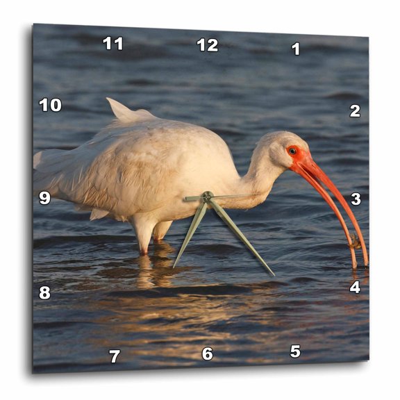 3drose, White Ibis Bird Feeding in Saline Bay - Us44 Ldi0506 - Larry Ditto, 15x15 Wall Clock
