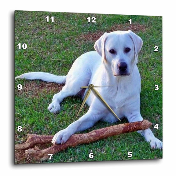 3drose, White Labrador Retriever, 10x10 Wall Clock