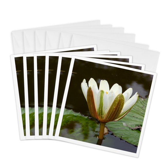 3drose, White Lotus Flower, 6 Greeting Cards with Envelopes