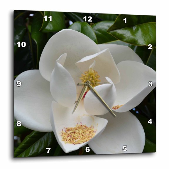 3drose, White Magnolia Floral, 15x15 Wall Clock