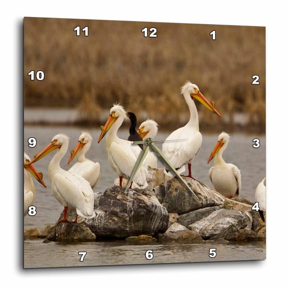 3drose, White Pelican, Double-breasted Cormorant Birds, Mt - Us27 Cha2269 - Chuck Haney, 15x15 Wall Clock