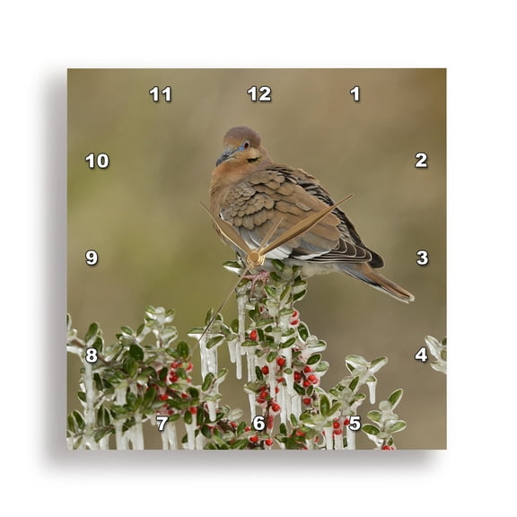 3drose, White Winged Dove Perched on Yaupon Holly, Hill Country, Texas, 15x15 Wall Clock