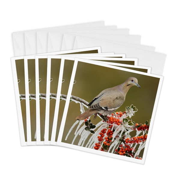 3drose, White Winged Dove on Icy Branch of Yaupon Holly, Hill Country, Texas, 6 Greeting Cards with Envelopes