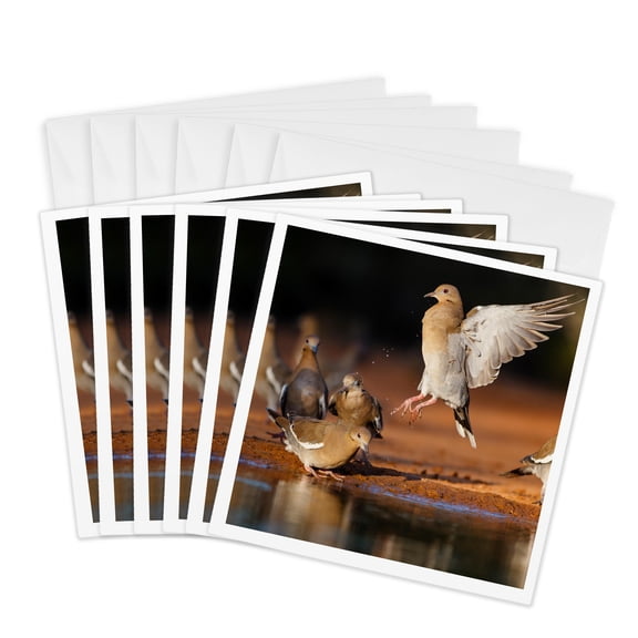 3drose, White Winged Doves Flocking to Pond for Afternoon Drink, 6 Greeting Cards with Envelopes