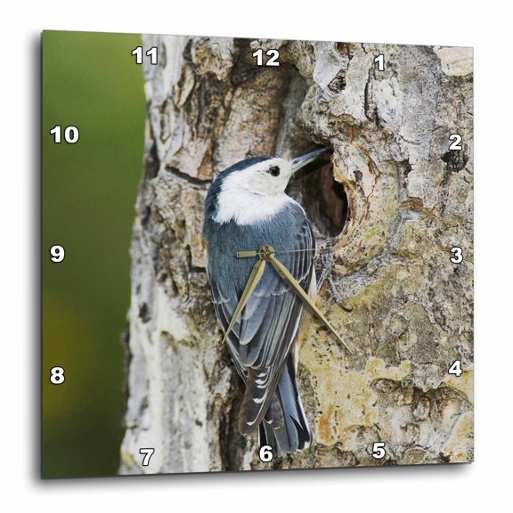 3drose, White-breasted Nuthatch Bird, Rocky Mountain Np - Na02 Rnu0825 - Rolf Nussbaumer, 10x10 Wall Clock